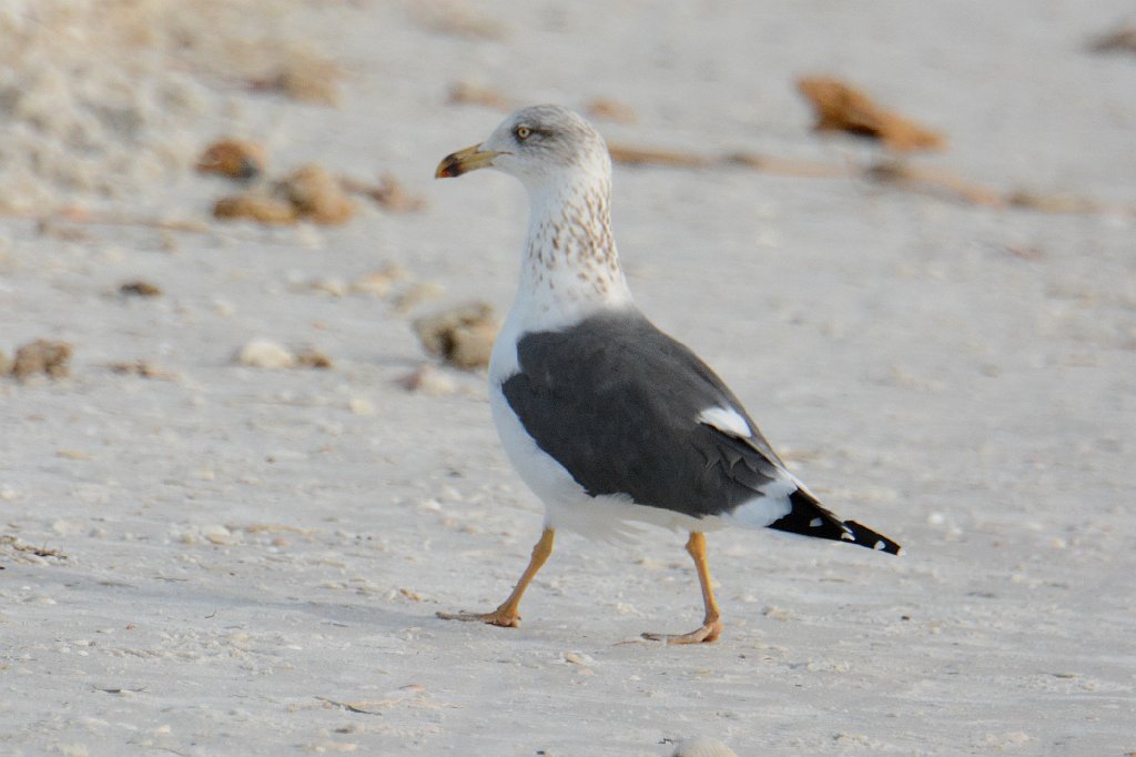 Gull, Lesser Black-backed, 2015-01191432 Tigertail Beach, Marco Island, FL.JPG - Lesser Black-backed Gull. Tigertail Beach, Marco Island, FL, 1-19-2015